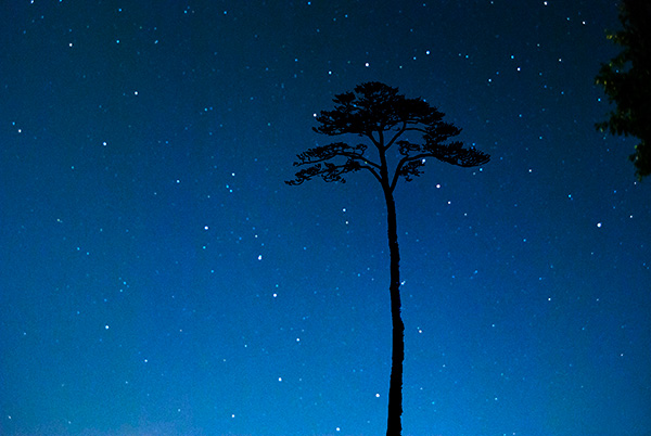 コカリナの世界へようこそ 奇跡の一本松の音