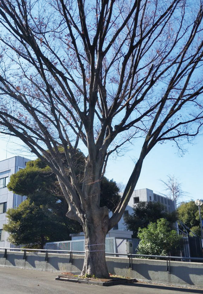 コカリナと和太鼓になる国立競技場千駄ヶ谷門の大ケヤキ